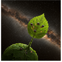 A vibrant green leaf sprouts from a textured, mossy globe against a backdrop of a star-filled galaxy, symbolizing growth, exploration, and the connection between nature and the cosmos.